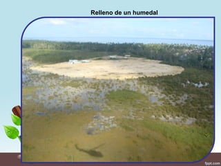 Relleno de un humedal
 