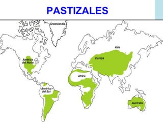 PASTIZALES
 