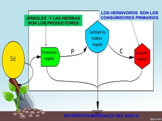 LOS HERBIVOROS SON LOS
ÁRBOLES Y LAS HIERBAS       CONSUMIDORES PRIMARIOS
SON LOS PRODUCTORES




              NUTRIENTES MINERALES DEL SUELO
 