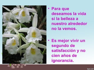 • Para que
  deseamos la vida
  si la belleza a
  nuestro alrededor
  no la vemos.

• Es mejor vivir un
  segundo de
  satisfacción y no
  cien años de
  ignorancia.
 