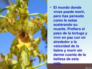 • El mundo donde
  vives puede morir,
  pero has pensado
  como le estas
  acelerando su
  muerte. Prefiero el
  paso de la tortuga y
  vivir en paz con mi
  alrededor a la
  velocidad de la
  liebre y morir sin
  darme cuenta de la
  belleza de esta
  vida.
 