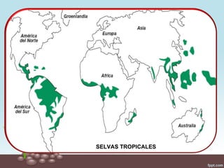 SELVAS TROPICALES
 