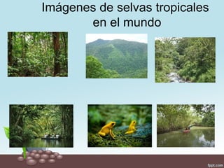 Imágenes de selvas tropicales
       en el mundo
 