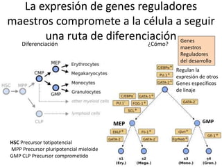 Tema 2 inmunología gradobiologiasanitaria2017 | PPTX