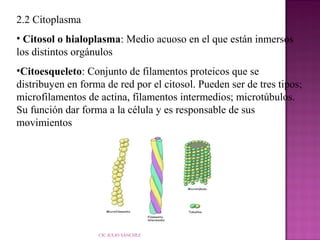 2.2 Citoplasma
• Citosol o hialoplasma: Medio acuoso en el que están inmersos
los distintos orgánulos
•Citoesqueleto: Conjunto de filamentos proteicos que se
distribuyen en forma de red por el citosol. Pueden ser de tres tipos;
microfilamentos de actina, filamentos intermedios; microtúbulos.
Su función dar forma a la célula y es responsable de sus
movimientos

CIC JULIO SÁNCHEZ

 
