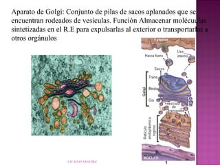 Aparato de Golgi: Conjunto de pilas de sacos aplanados que se
encuentran rodeados de vesículas. Función Almacenar molécuulas
sintetizadas en el R.E para expulsarlas al exterior o transportarlas a
otros orgánulos

 
 

                                       

                                      

CIC JULIO SÁNCHEZ

 