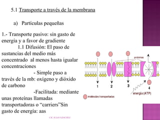 5.1 Transporte a través de la membrana
a) Partículas pequeñas
1.- Transporte pasivo: sin gasto de
energía y a favor de gradiente
1.1 Difusión: El paso de
sustancias del medio más
concentrado al menos hasta igualar
concentraciones
- Simple paso a
través de la mb: oxígeno y dióxido
de carbono
-Facilitada: mediante
unas proteínas llamadas
transportadoras o “carriers”Sin
gasto de energía: aas
CIC JULIO SÁNCHEZ

 