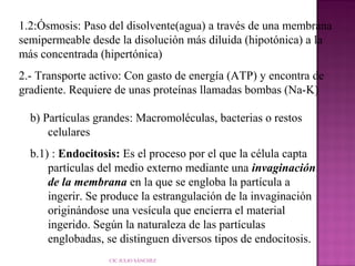 1.2:Ósmosis: Paso del disolvente(agua) a través de una membrana
semipermeable desde la disolución más diluida (hipotónica) a la
más concentrada (hipertónica)
2.- Transporte activo: Con gasto de energía (ATP) y encontra de
gradiente. Requiere de unas proteínas llamadas bombas (Na-K)
b) Partículas grandes: Macromoléculas, bacterias o restos
celulares
b.1) : Endocitosis: Es el proceso por el que la célula capta
partículas del medio externo mediante una invaginación
de la membrana en la que se engloba la partícula a
ingerir. Se produce la estrangulación de la invaginación
originándose una vesícula que encierra el material
ingerido. Según la naturaleza de las partículas
englobadas, se distinguen diversos tipos de endocitosis.
CIC JULIO SÁNCHEZ

 