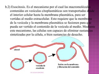 b.2) Exocitosis. Es el mecanismo por el cual las macromoléculas
contenidas en vesículas citoplasmáticas son transportadas desde
el interior celular hasta la membrana plasmática, para ser
vertidas al medio extracelular. Esto requiere que la membrana
de la vesícula y la membrana plasmática se fusionen para que
pueda ser vertido el contenido de la vesícula al medio. Mediante
este mecanismo, las células son capaces de eliminar sustancias
sintetizadas por la célula, o bien sustancias de desecho.

CIC JULIO SÁNCHEZ

 