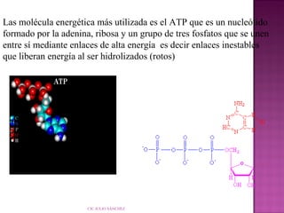 Las molécula energética más utilizada es el ATP que es un nucleótido
formado por la adenina, ribosa y un grupo de tres fosfatos que se unen
entre sí mediante enlaces de alta energía es decir enlaces inestables
que liberan energía al ser hidrolizados (rotos)

CIC JULIO SÁNCHEZ

 