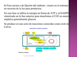 b) Fase oscura o de fijación del carbono : ocurre en el estroma y
no necesita de la luz para producirse
En esta fase se utiliza la energía en forma de ATP y el,NADPH
sintetizado en la fase anterior para transforma el CO2 en materia
orgánica generalmente glucosa
Se produce en una serie de reacciones conocidas como ciclo de
Calvin

CIC JULIO SÁNCHEZ

 