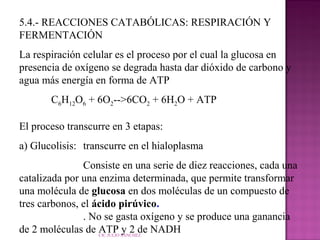 5.4.- REACCIONES CATABÓLICAS: RESPIRACIÓN Y
FERMENTACIÓN
La respiración celular es el proceso por el cual la glucosa en
presencia de oxígeno se degrada hasta dar dióxido de carbono y
agua más energía en forma de ATP
C6H12O6 + 6O2-->6CO2 + 6H2O + ATP
El proceso transcurre en 3 etapas:
a) Glucolisis: transcurre en el hialoplasma
Consiste en una serie de diez reacciones, cada una
catalizada por una enzima determinada, que permite transformar
una molécula de glucosa en dos moléculas de un compuesto de
tres carbonos, el ácido pirúvico.
. No se gasta oxígeno y se produce una ganancia
de 2 moléculas de ATP SÁNCHEZ NADH
y 2 de
CIC JULIO

 