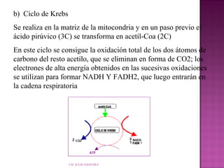 b) Ciclo de Krebs
Se realiza en la matriz de la mitocondria y en un paso previo el
ácido pirúvico (3C) se transforma en acetil-Coa (2C)
En este ciclo se consigue la oxidación total de los dos átomos de
carbono del resto acetilo, que se eliminan en forma de CO2; los
electrones de alta energía obtenidos en las sucesivas oxidaciones
se utilizan para formar NADH Y FADH2, que luego entrarán en
la cadena respiratoria

CIC JULIO SÁNCHEZ

 