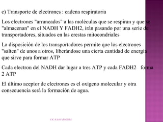 c) Transporte de electrones : cadena respiratoria
Los electrones "arrancados" a las moléculas que se respiran y que se
"almacenan" en el NADH Y FADH2, irán pasando por una serie de
transportadores, situados en las crestas mitocondriales
La disposición de los transportadores permite que los electrones
"salten" de unos a otros, liberándose una cierta cantidad de energía
que sirve para formar ATP
Cada electron del NADH dar lugar a tres ATP y cada FADH2 forma
2 ATP
El último aceptor de electrones es el oxígeno molecular y otra
consecuencia será la formación de agua.

CIC JULIO SÁNCHEZ

 