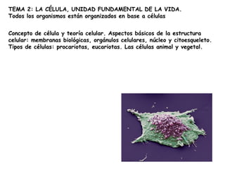 TEMA 2: LA CÉLULA, UNIDAD FUNDAMENTAL DE LA VIDA.
Todos los organismos están organizados en base a células
Concepto de célula y teoría celular. Aspectos básicos de la estructura
celular: membranas biológicas, orgánulos celulares, núcleo y citoesqueleto.
Tipos de células: procariotas, eucariotas. Las células animal y vegetal.
 