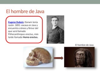 El hombre de Java
Eugene Dubois: Darwin tenía
razón. 1891: excava en Java y
encuentra cráneo y fémur del
que será llamado
...