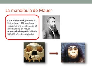 La mandíbula de Mauer
Otto Schötensack, profesor en
Heildelberg. 1907: un obrero
encuentra una mandíbula en el
arenal del ...