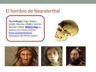 El hombre de Neanderthal
Tres hallazgos: Engis, Bélgica
(1828); Gibraltar (1848) y valle de
Neander (1856). William King l...