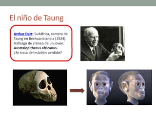 El niño de Taung
Arthur Dart: Sudáfrica, cantera de
Taung en Bechuanalandia (1924).
Hallazgo de cráneo de un joven.
Austra...