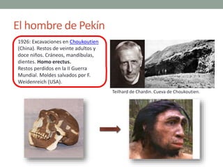 El hombre de Pekín
1926: Excavaciones en Choukoutien
(China). Restos de veinte adultos y
doce niños. Cráneos, mandíbulas,
...