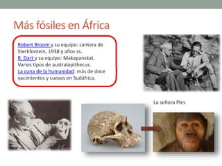 Más fósiles en África
Robert Broom y su equipo: cantera de
Sterkfontein, 1938 y años ss.
R. Dart y su equipo: Makapanskat....