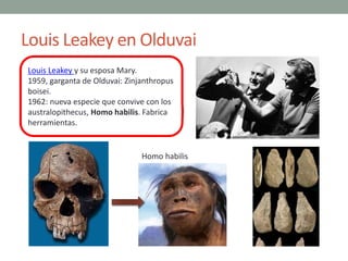 Louis Leakey en Olduvai
Louis Leakey y su esposa Mary.
1959, garganta de Olduvai: Zinjanthropus
boisei.
1962: nueva especi...