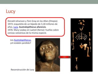 Lucy
Donald Johanson y Tom Gray en los Afars (Etiopía).
1973: esqueleto de un bípedo de 3,18 millones de
años. Lucy. Austr...