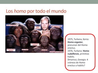 Los homo por todo el mundo
1975, Turkana, Kenia:
Homo ergaster,
precursor del Homo
erectus.
1976, Turkana: Homo
rudolfensi...