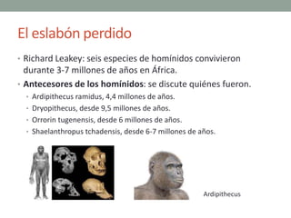 El eslabón perdido
• Richard Leakey: seis especies de homínidos convivieron
durante 3-7 millones de años en África.
• Ante...