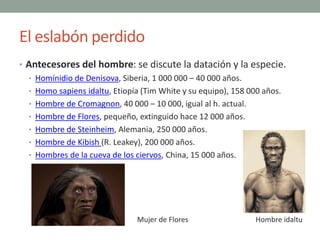 El eslabón perdido
• Antecesores del hombre: se discute la datación y la especie.
• Homínidio de Denisova, Siberia, 1 000 ...