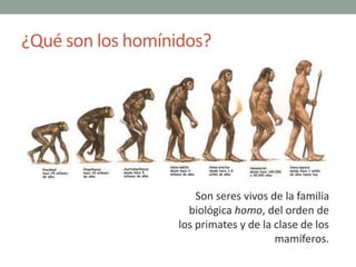 ¿Qué son los homínidos?
Son seres vivos de la familia
biológica homo, del orden de
los primates y de la clase de los
mamíf...
