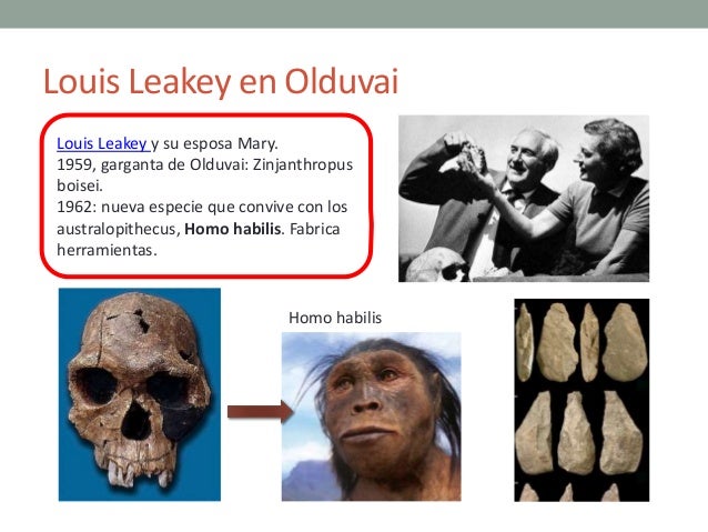 La evolución de los hominidos