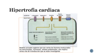 Modelos actuales sugieren que son varios los factores involucrados:
los mencionados, nutrientes, señales ambientales, ello implica
varias vías de transducción que se están investigando

 