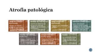 Carga de trabajo
disminuida
• Atrofia por desuso
• Luego de una fractura
existe atrofia muscular
esquelética - osteoporosis

Pérdida de inervación
• Atrofia por denervación
• la función muscular
depende del suministro
neurológico

Riego sanguíneo
disminuido
• isquemia por enfermedad
oclusiva

Pérdida del estímulo
endócrino

Envejecimiento (
atrofia senil)

• mamas y órganos
reproductores dependen
del estímulo endócrino

• El envejecimiento se asocia
con pérdida celular
particularmente en el
cerebro y corazón

Nutrición inadecuada
• gran malnutrición
proteinicocalórica esta
asociada al uso del músculo
esquelético como fuente
calórica

Presión
• La compresión tisular
• Tumor benigno que
comprime estructuras
vecinas

 