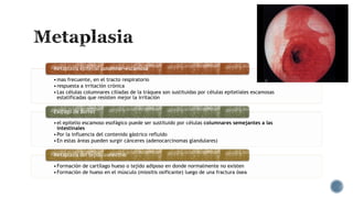 Metaplasia epitelial columnar-escamosa

• mas frecuente, en el tracto respiratorio
• respuesta a irritación crónica
• Las células columnares ciliadas de la tráquea son sustituidas por células epiteliales escamosas
estatificadas que resisten mejor la irritación
Esófago de Barret
• el epitelio escamoso esofágico puede ser sustituido por células columnares semejantes a las
intestinales
• Por la influencia del contenido gástrico refluido
• En estas áreas pueden surgir cánceres (adenocarcinomas glandulares)
Metaplasia del tejido conectivo
• Formación de cartílago hueso o tejido adiposo en donde normalmente no existen
• Formación de hueso en el músculo (miositis osificante) luego de una fractura ósea

 