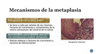 Reprogramación de la célula madre
• Se lleva a cabo por señales de las citosinas,
factores de crecimiento y componentes de la
matriz extracelular del entorno de la célula

No esta claro como se descontrolan las
vías normales para producir metaplasia
• Podrían deberse a factores de crecimiento y
factores de diferenciación

Metaplasia intestinal

 