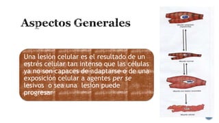 Una lesión celular es el resultado de un
estrés celular tan intenso que las células
ya no son capaces de adaptarse o de una
exposición celular a agentes per se
lesivos o sea una lesión puede
progresar

 
