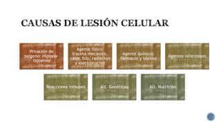Privación de
oxígeno: Hipoxiaisquemia

Agente físico:
trauma mecánico,
calor, frío, radiación
y electrocución

Reacciones inmunes

Agente químico:
fármacos y tóxicos

Alt. Genéticas

Agentes infecciosos

Alt. Nutrición

 