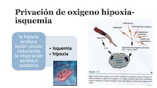 la hipoxia
produce
lesión celular
reduciendo
la respiración
aeróbica
oxidativa

• isquemia
• hipoxia

 