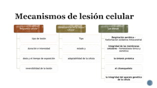 Respuesta celular

Consecuencia de la lesión
celular

Las dianas

Tipo

Respiración aeróbica fosforilación oxidativa mitocondrial

duración e intensidad

estado y

Integridad de las membranas
celulares - homeostasia iónica y
osmótica

dosis y el tiempo de exposición

adaptabilidad de la célula

la síntesis proteica

tipo de lesión

reversibilidad de la lesión

el citoesqueleto

la integridad del aparato genético
de la célula

 