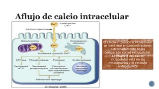 El calcio citosólico o intracelular
se mantiene en concentraciones
extremadamente bajas
comparado con el extracelular.
La mayoría del calcio
intracelular está en las
mitocondrias y el retículo
endoplásmico

 
