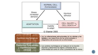 Cambios morfológicos

• Son las alteraciones estructurales de las células y los
tejidos y son específicos de las enfermedades o
diagnóstico del proceso de la enfermedad

Trastornos funcionales
y manifestaciones
clínicas

• Los cambios morfológicos se traducen en la función
anormal y determina los signos y síntomas de la
enfermedad así como el curso y pronóstico de la misma

 