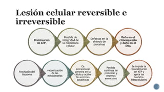Disminucion
de ATP,

hinchazón del
lisosoma

Perdida de
integridad de
la membrana
celular

vacuolización
de las
mitocondrias

Defectos en la
síntesis de
proteínas

Ca
extracelular
penetra en la
célula y activa
las enzimas
catalíticas

Perdida
continua de
proteínas y
enzimas
esenciales

Daño en el
citoesqueleto
y daño en el
DNA

Se impide la
reconstitución
del ATP y
agota los
fosfatos
intracelulares

 