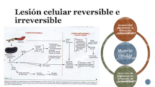 Incapacidad
de revertir la
disfunción
mitocondrial

Muerte
celular

desarrollo de
trastornos en
la función de
la membrana

 