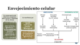 Es consecuencia del
deterioro progresivo
dela función y viabilidad
de las células

Alteraciones
genéticas,
acumulación de
lesiones
celulares y
moleculares

Se manifiesta por

Menor
replicación
celular senecencia
Acortamiento
de telómeros telomerasa

 