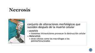 conjunto de alteraciones morfológicas que
suceden después de la muerte celular
• autolisis
• lisosomas intracelulares provocan la destrucción celular
• Heterolisis
• otras células como los macrófagos o los
polimorfonucleados

 