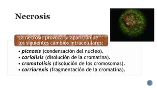 La necrosis provoca la aparición de
los siguientes cambios intracelulares:
• picnosis (condensación del núcleo).
• cariolisis (disolución de la cromatina).
• cromatolisis (disolución de los cromosomas).
• carriorexis (fragmentación de la cromatina).

 