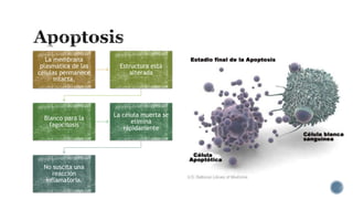 La membrana
plasmática de las
células permanece
intacta,

Estructura está
alterada

Blanco para la
fagocitosis

La célula muerta se
elimina
rápidamente

No suscita una
reacción
inflamatoria.

 