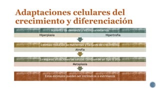 Adaptaciones celulares del
crecimiento y diferenciación
Aumento de demanda y estímulos externos
Hiperplasia

Hipertrofia

Estímulo reducido de nutrientes y factores de crecimiento
Atrofia
En algunas situaciones las células cambian de un tipo a otro
Metaplasia

Estos estímulos pueden ser intrínsecos o extrínsecos

 