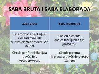 SABA BRUTA I SABA ELABORADA 
Saba bruta Saba elaborada 
Està formada per l’aigua 
i les sals minerals 
que les plantes absorbeixen 
del sòl 
Són els aliments 
que es fabriquen en la 
fotosíntesi 
Circula per l’arrel i la tija a 
través dels 
vasos llenyosos 
Circula per tota 
la planta a través dels vasos 
liberians 
 